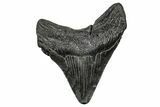 Fossil Megalodon Tooth - South Carolina #344635-1